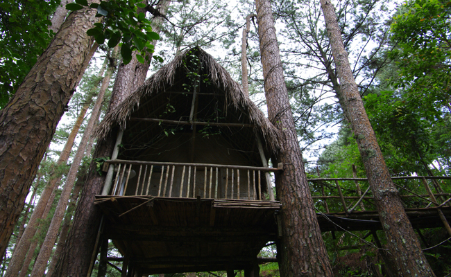 Khách sạn ở trên cây tại Đà Lạt - Kiến trúc khách sạn đẹp