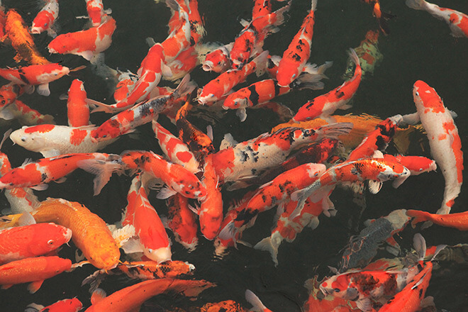 Những chú cá trong hồ cá Koi có hình thể cân đối, vạm vỡ, màu sắc và hoa văn đẹp mắt
